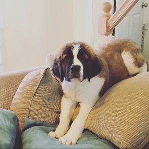 Meet your Posher, Cheyenne